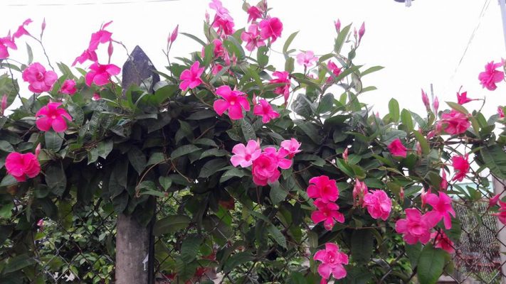 Cây Xanh Ngọc Linh