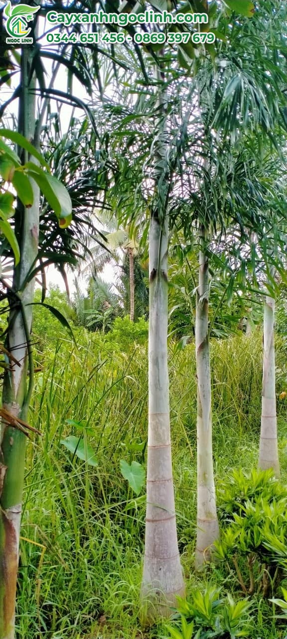 Cau đuôi chồn