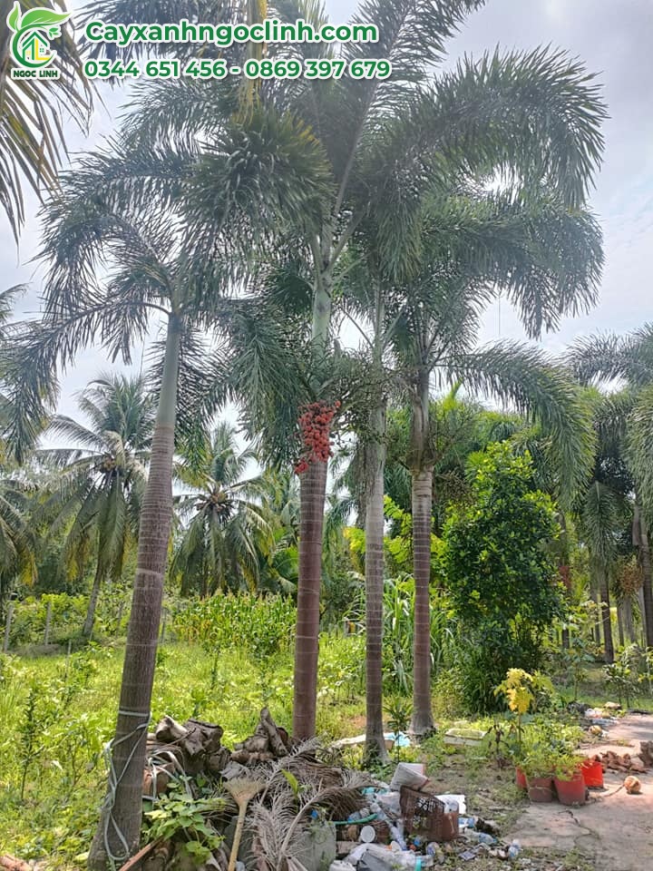 Cau đuôi chồn