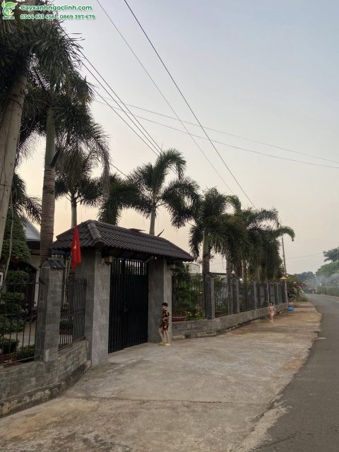 Cây Xanh Ngọc Linh