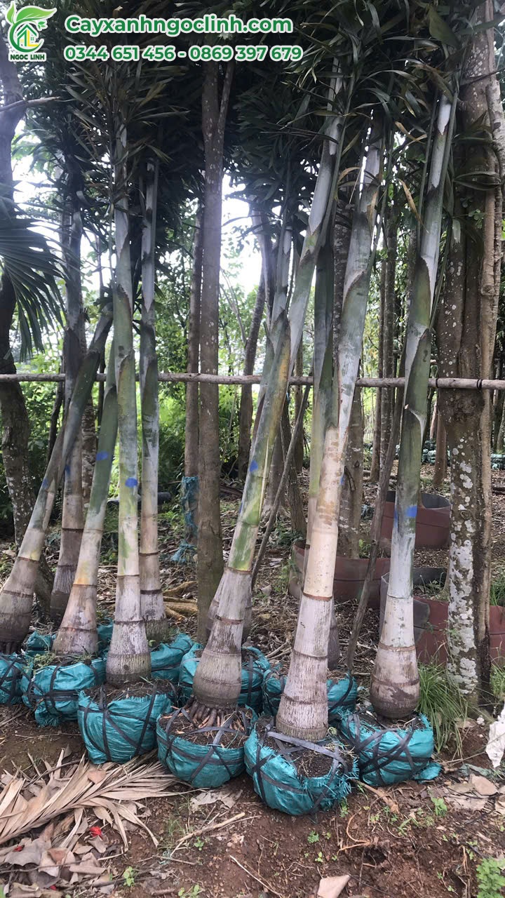 Cau đuôi chồn