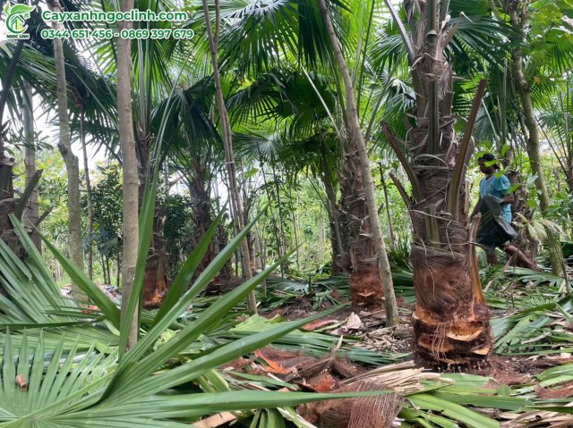Cây Cọ đỏ