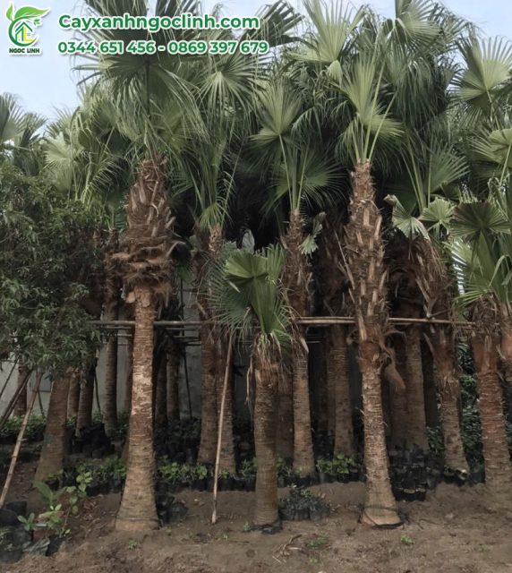 Cây Xanh Ngọc Linh