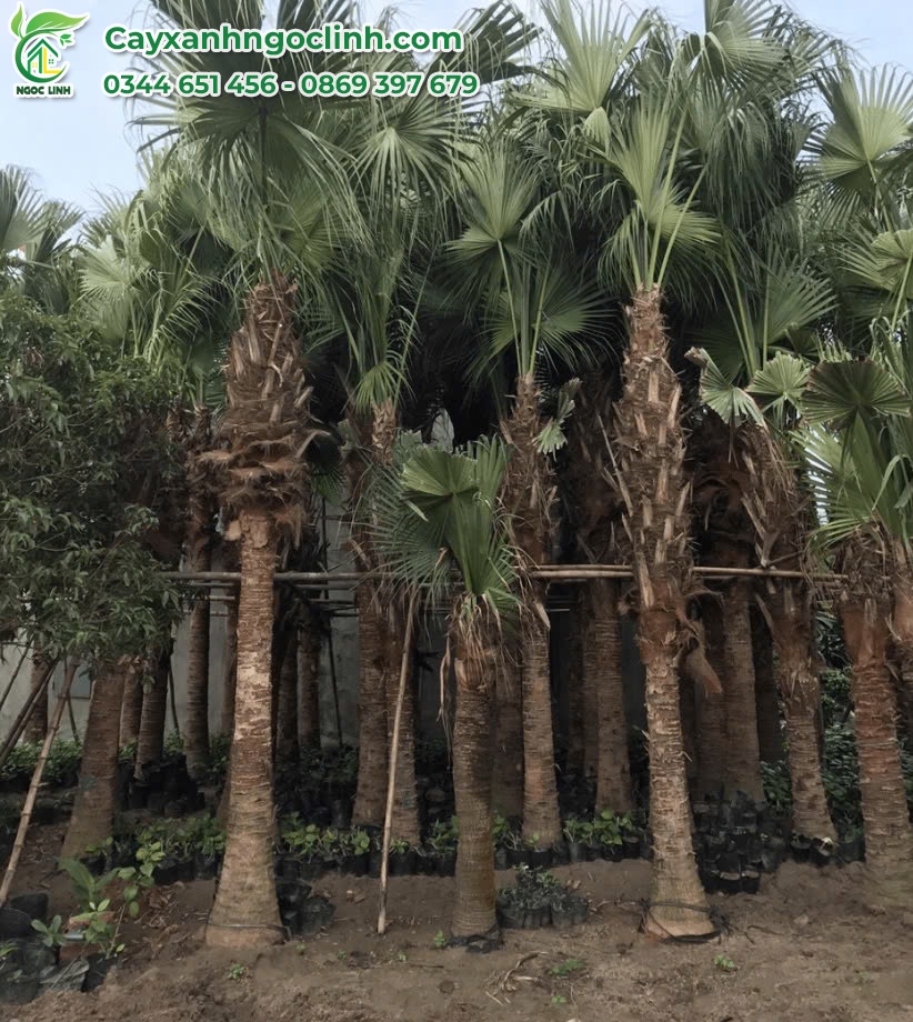 Cọ trơn