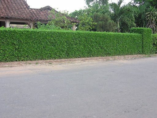Cây Xanh Ngọc Linh