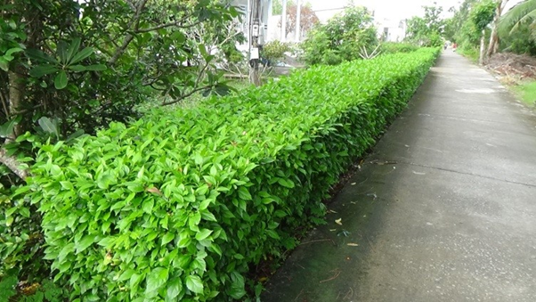 Cây Xanh Ngọc Linh