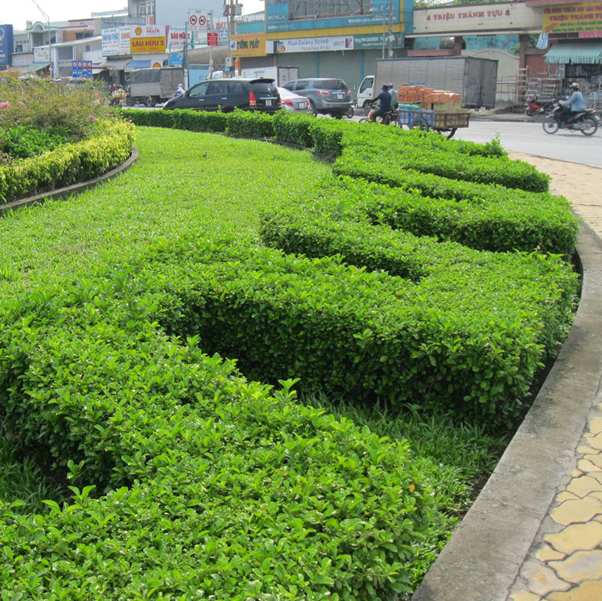 Cây Xanh Ngọc Linh