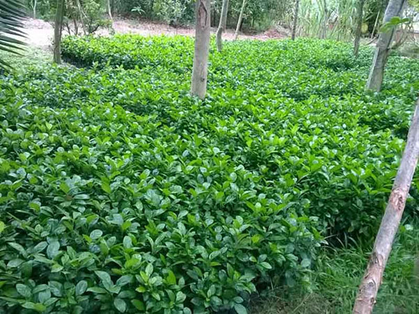 Cây Xanh Ngọc Linh