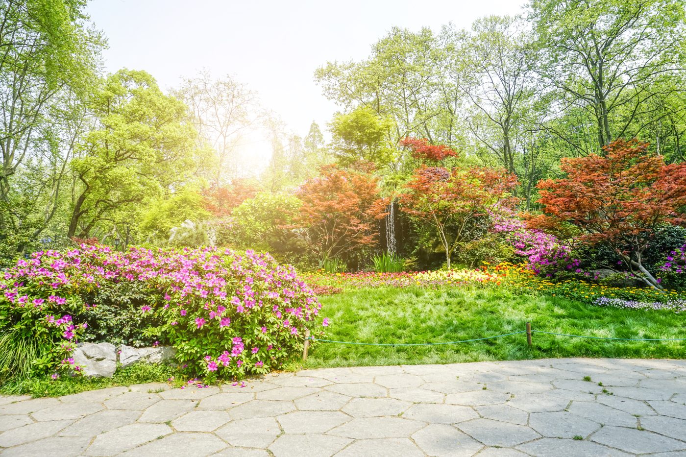 Cây Xanh Ngọc Linh