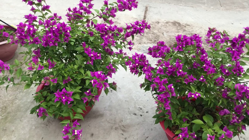 Cây Xanh Ngọc Linh