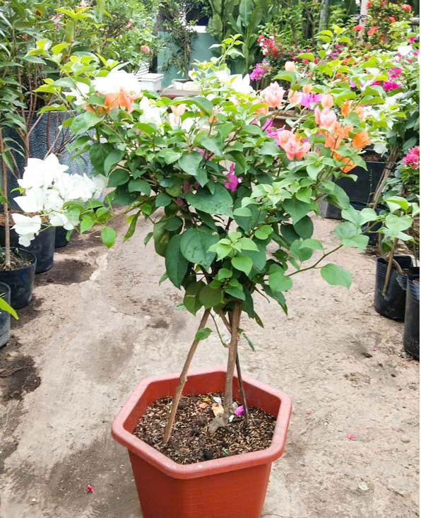 Cây Xanh Ngọc Linh