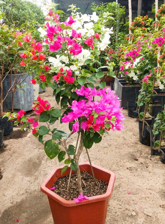 Cây Xanh Ngọc Linh