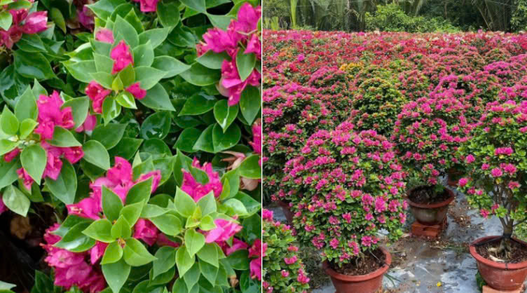 Cây Xanh Ngọc Linh