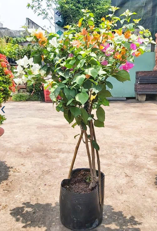 Cây Xanh Ngọc Linh