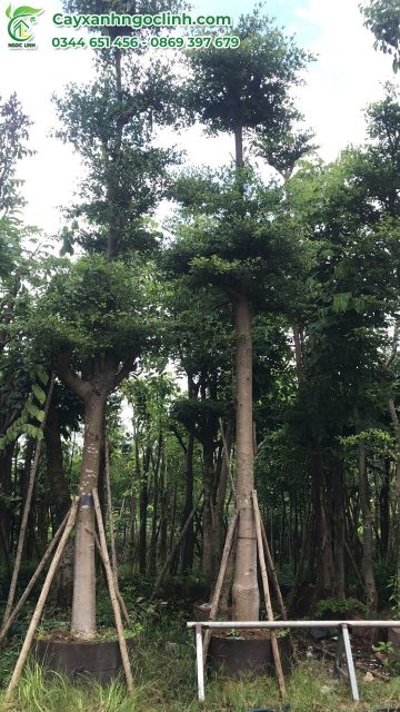 Cây Xanh Ngọc Linh