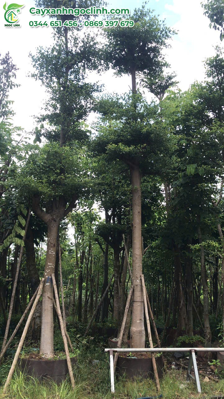 Bàng Đài Loan