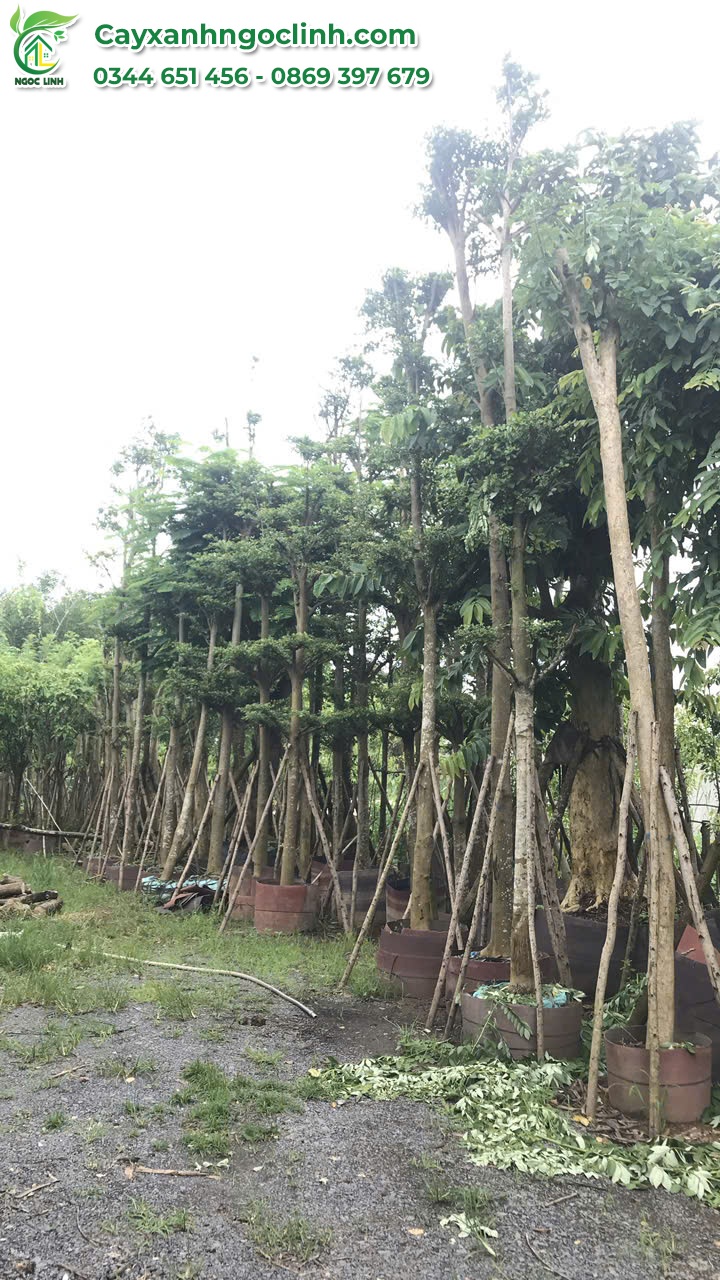 Bàng Đài Loan