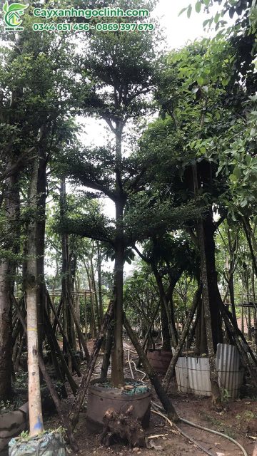 Cây Xanh Ngọc Linh