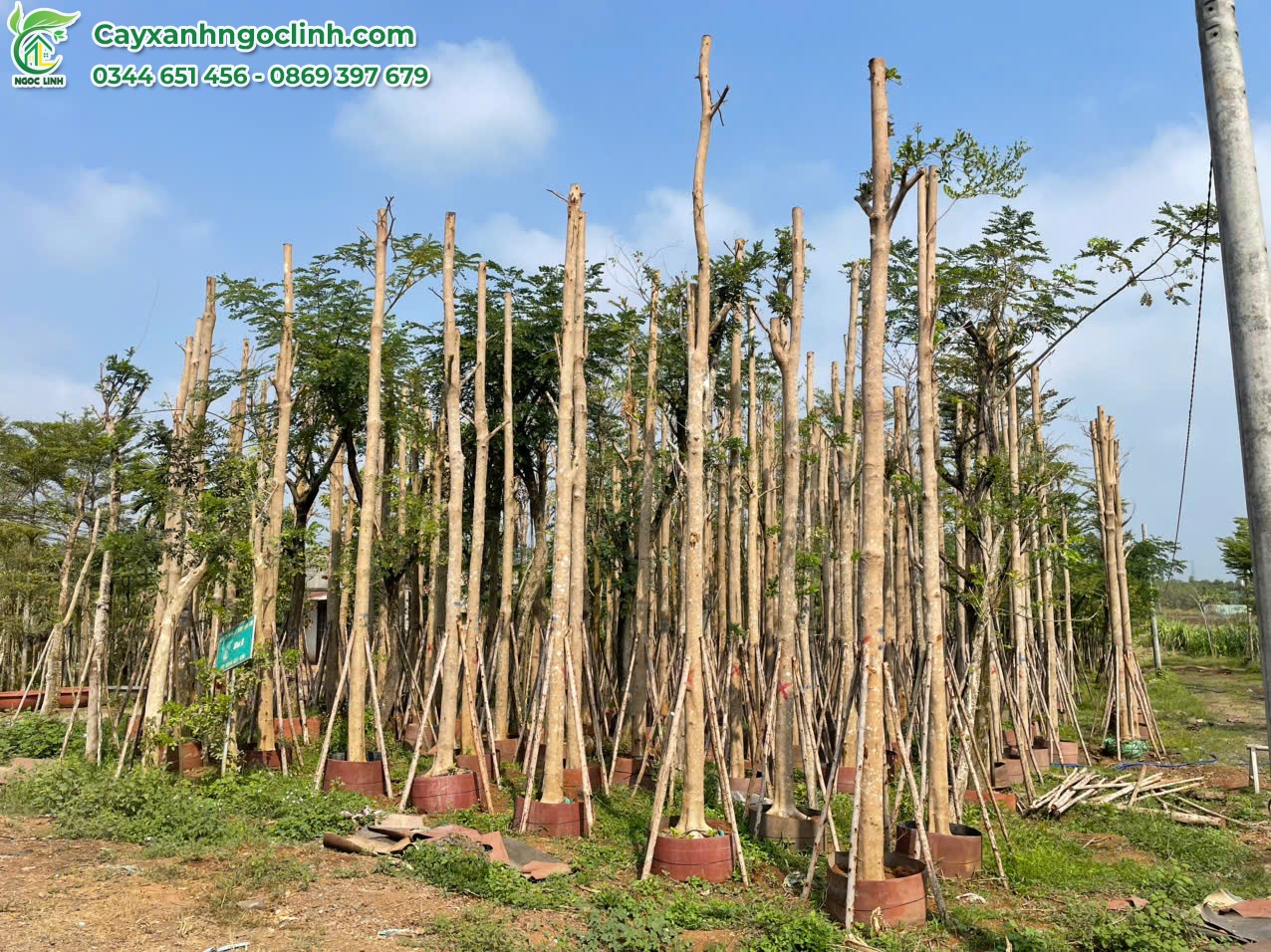 Bàng Đài Loan