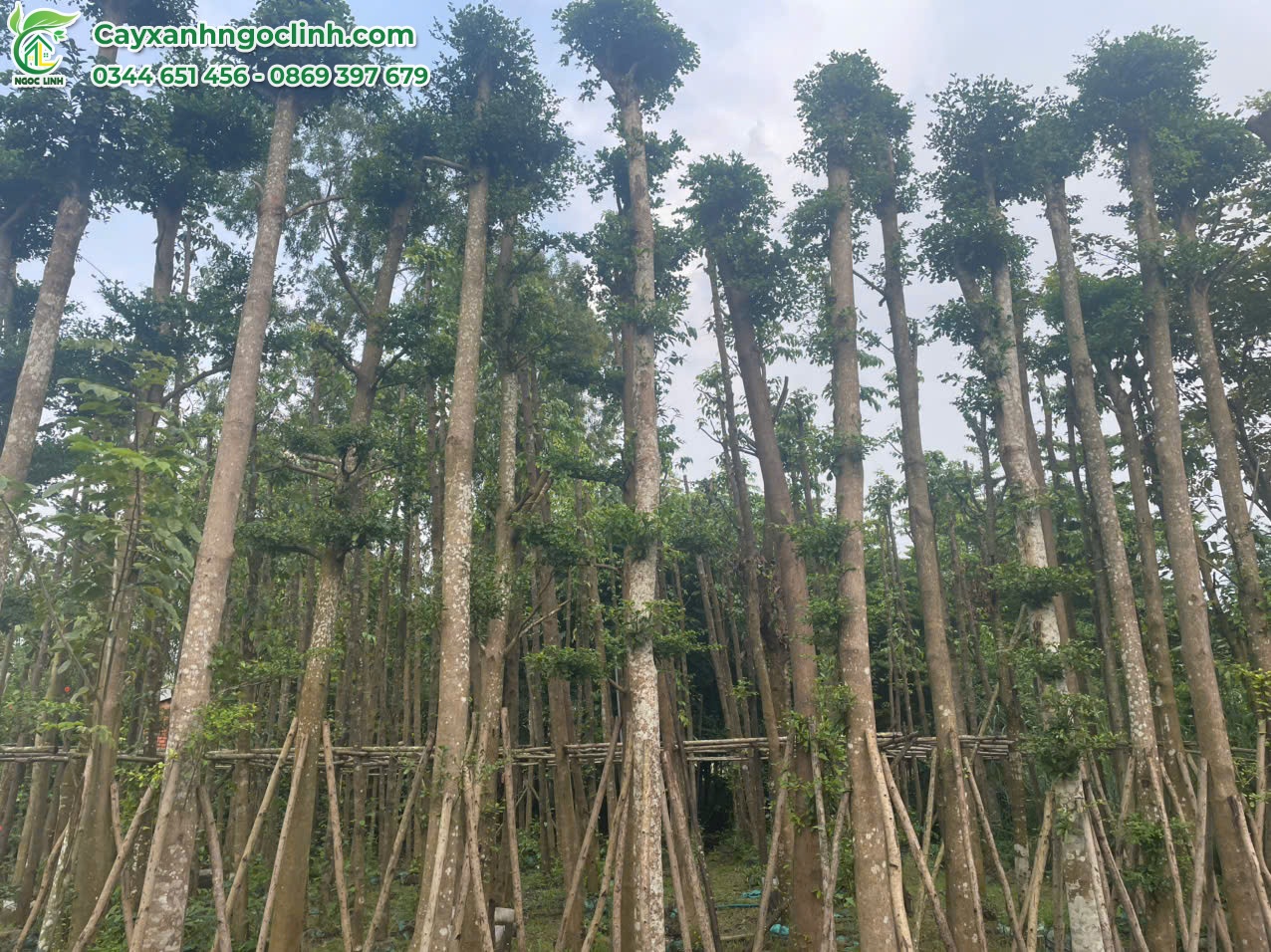 Bàng Đài Loan