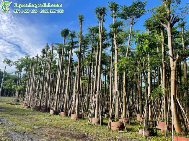 Cây Xanh Ngọc Linh