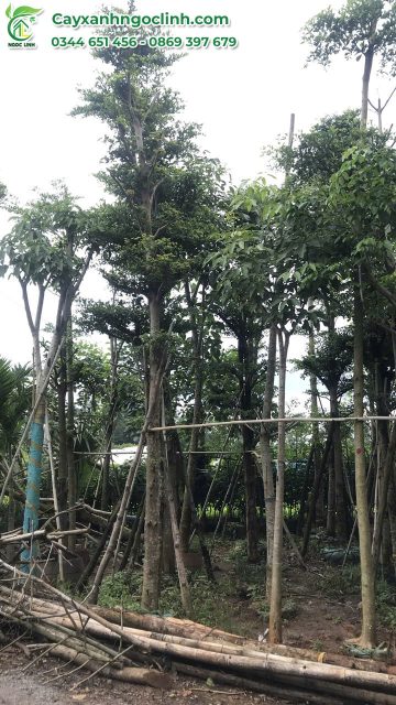 Cây Xanh Ngọc Linh