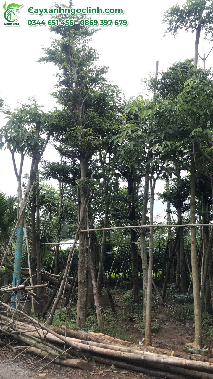 Bàng Đài Loan