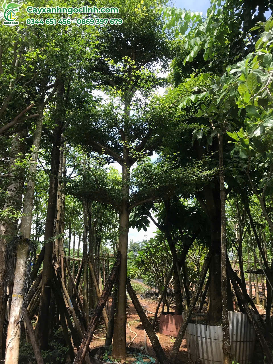 Bàng Đài Loan