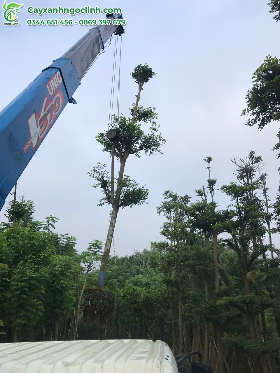 Bàng Đài Loan