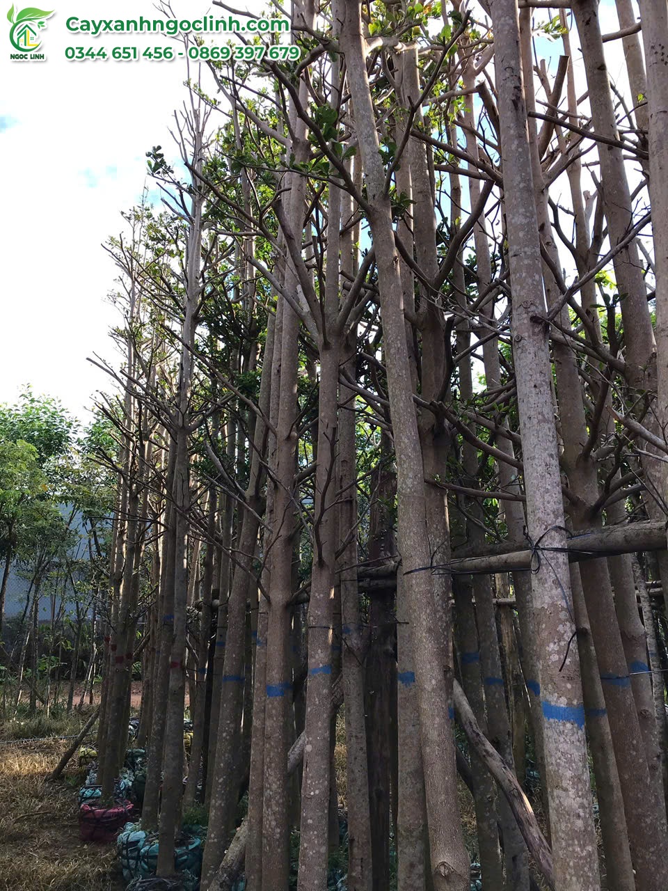 Bàng Đài Loan
