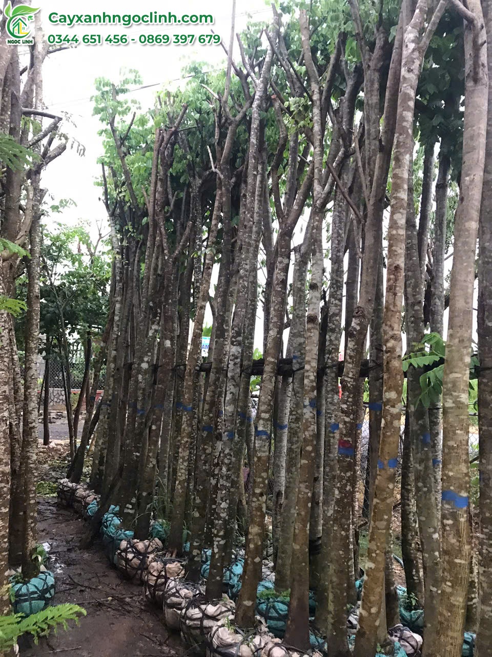 Cây Giáng Hương