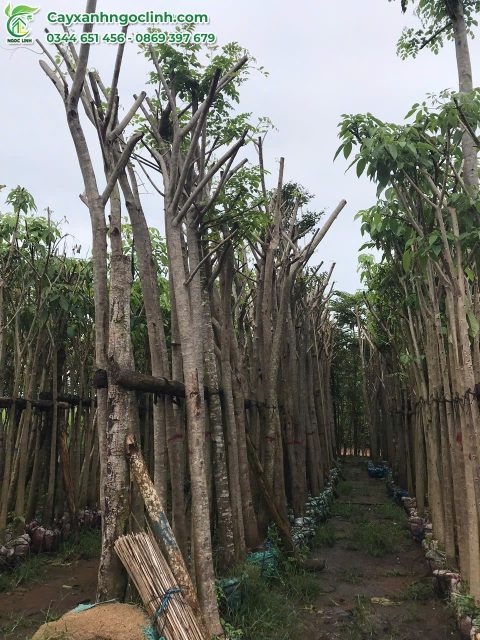 Cây Xanh Ngọc Linh