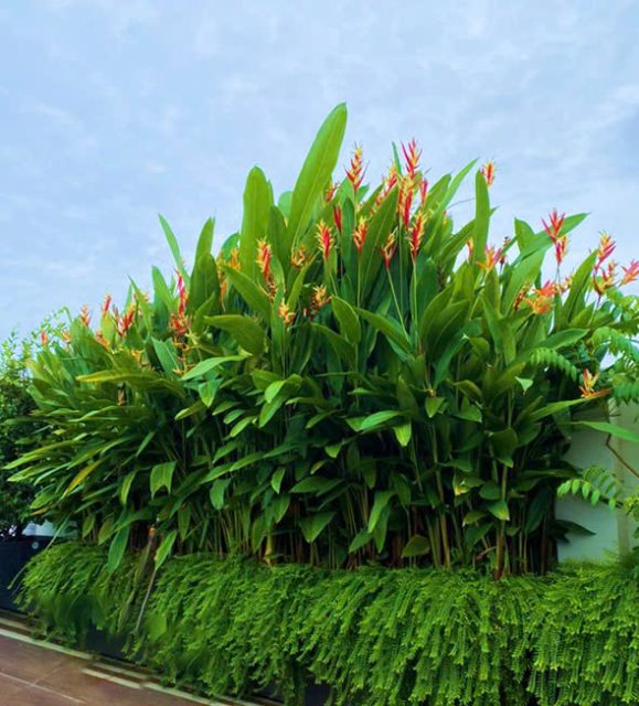 Cây Xanh Ngọc Linh
