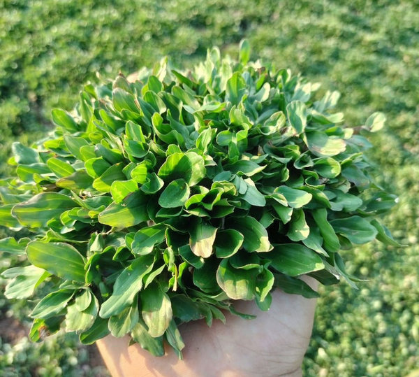 Cỏ Gừng Thái
