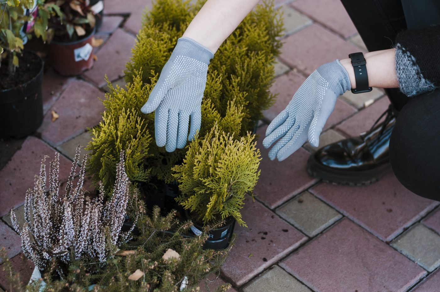 Cây Xanh Ngọc Linh