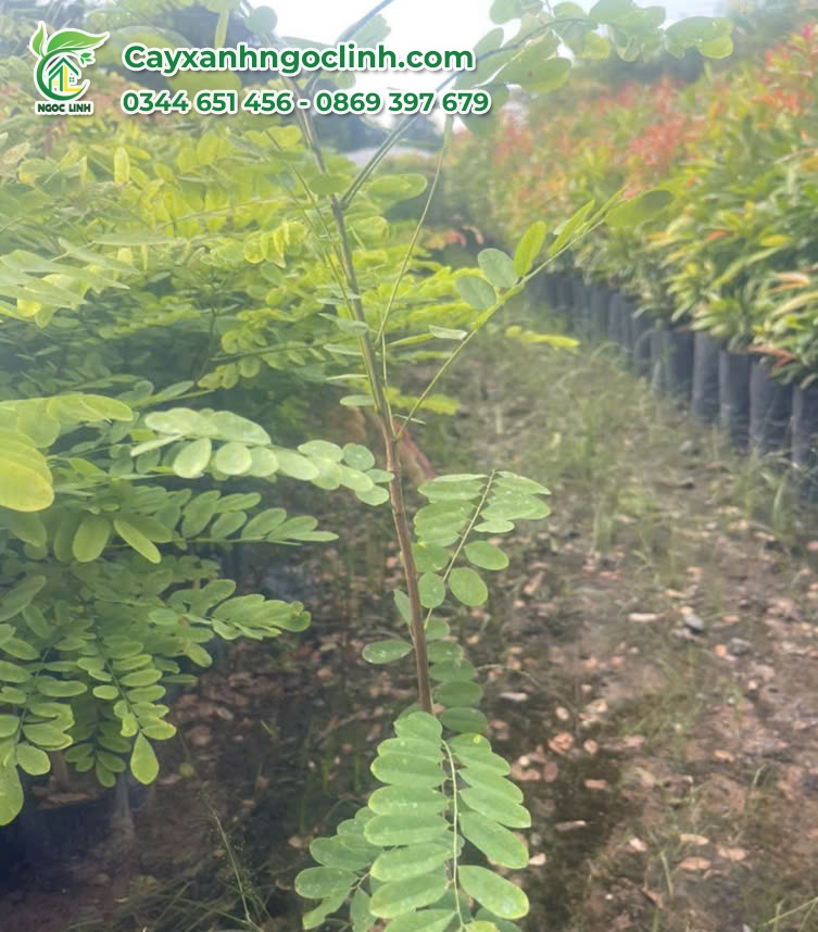 Cây Cẩm Lai giống