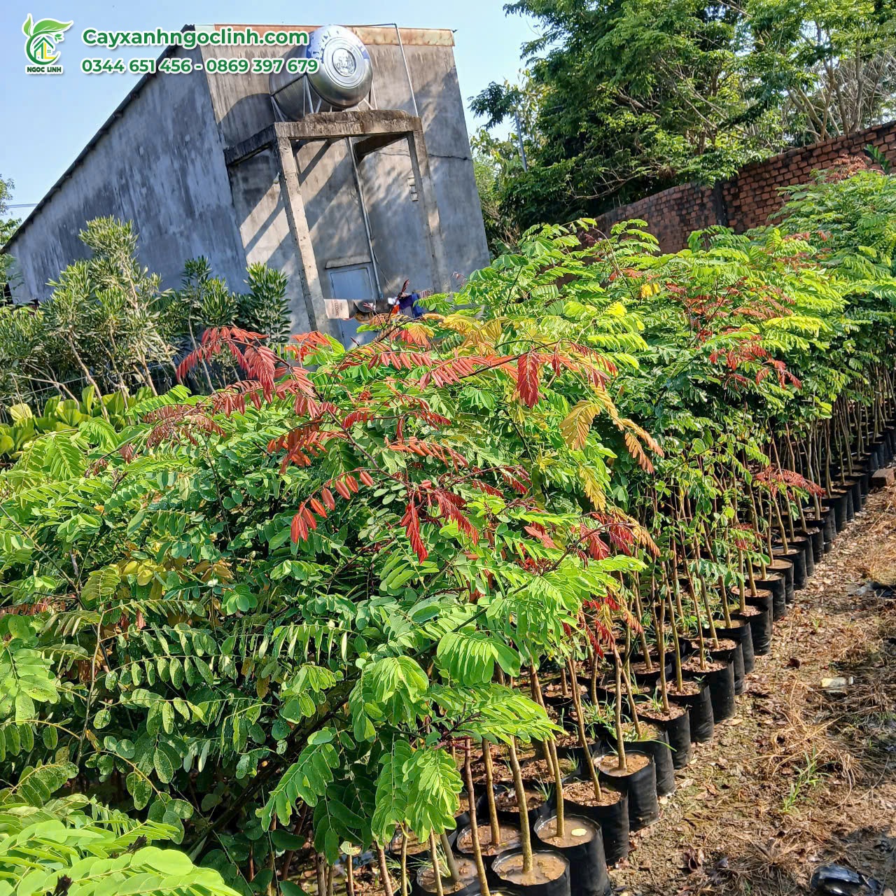 Cây Cẩm Lai giống