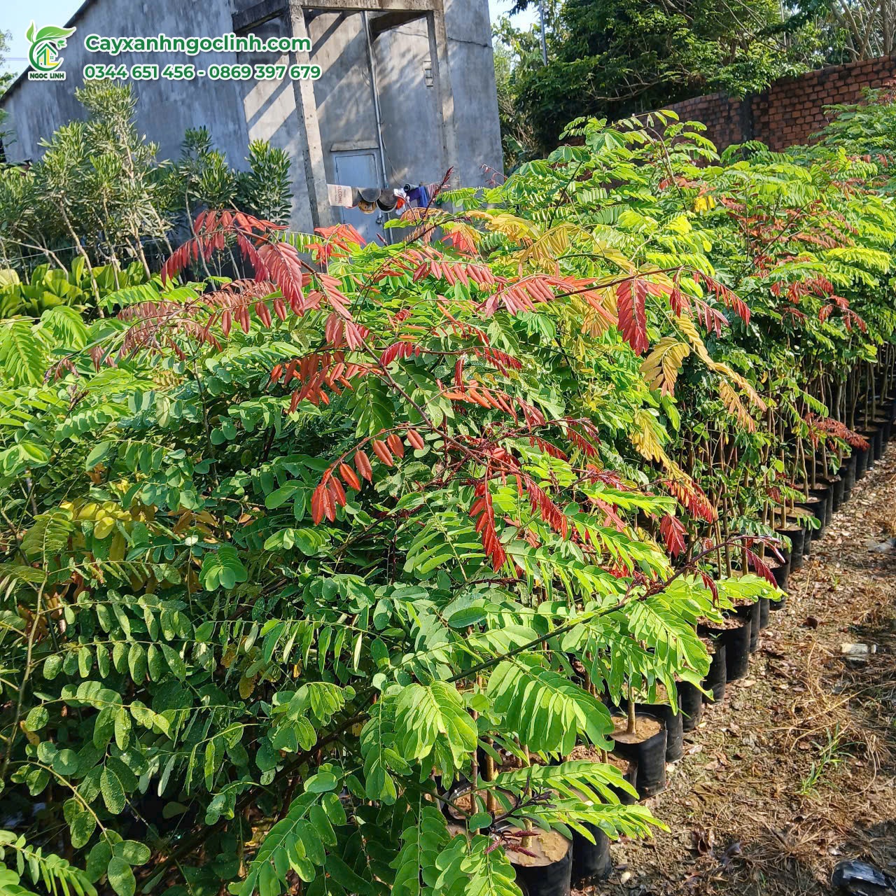 Cây Cẩm Lai giống