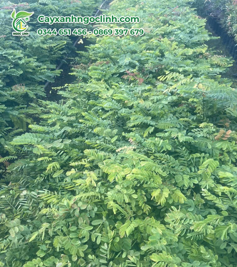 Cây Cẩm Lai giống