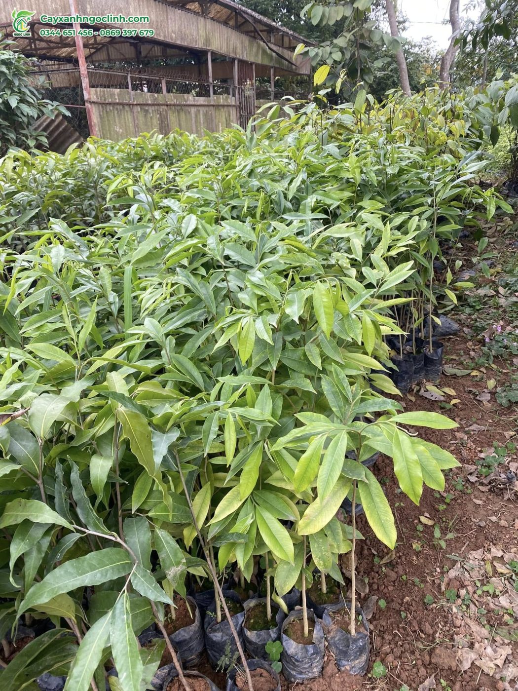 Cây Gió Bầu giống