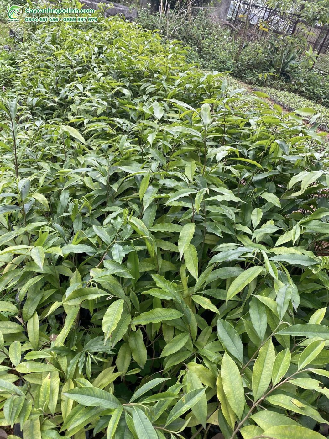Cây Gió Bầu giống