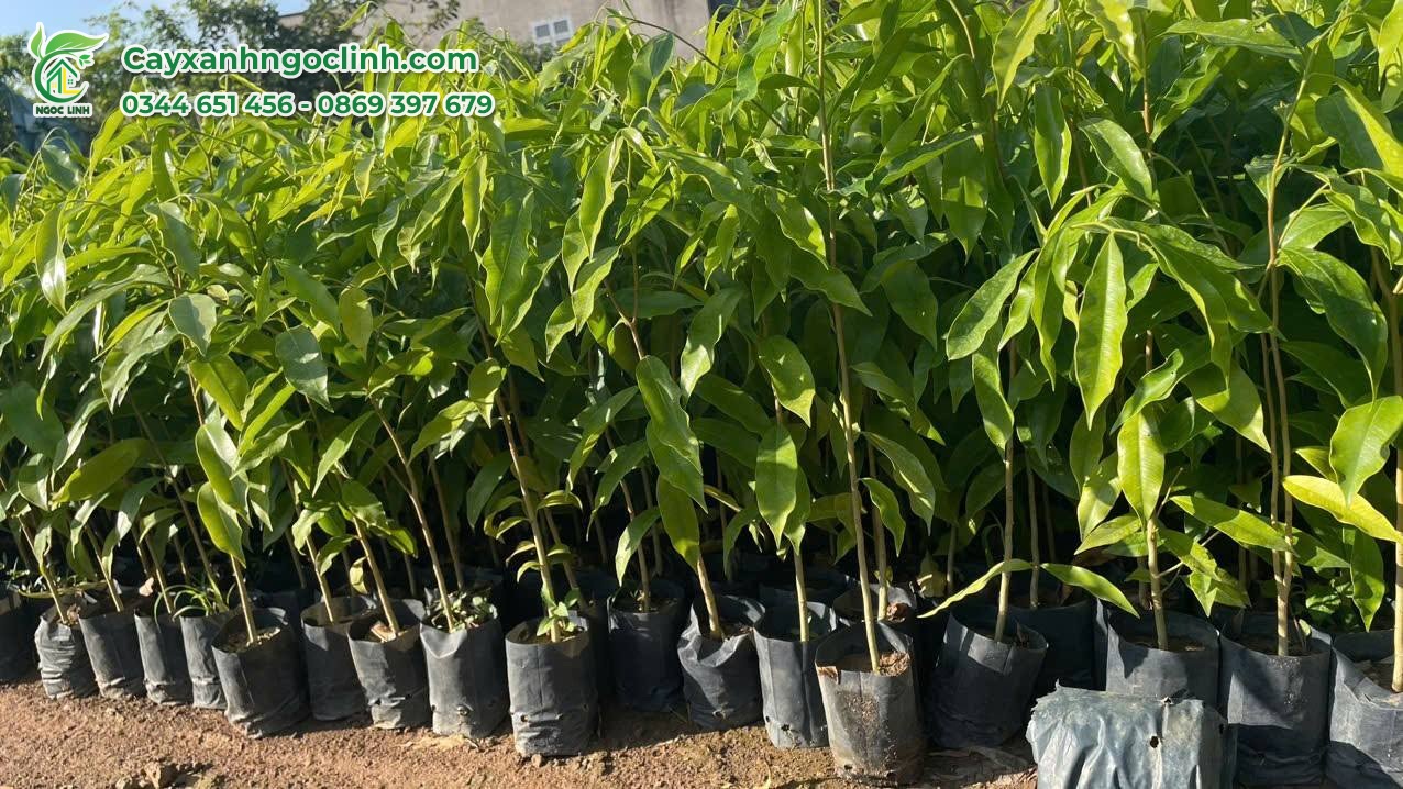 Cây Gió Bầu giống