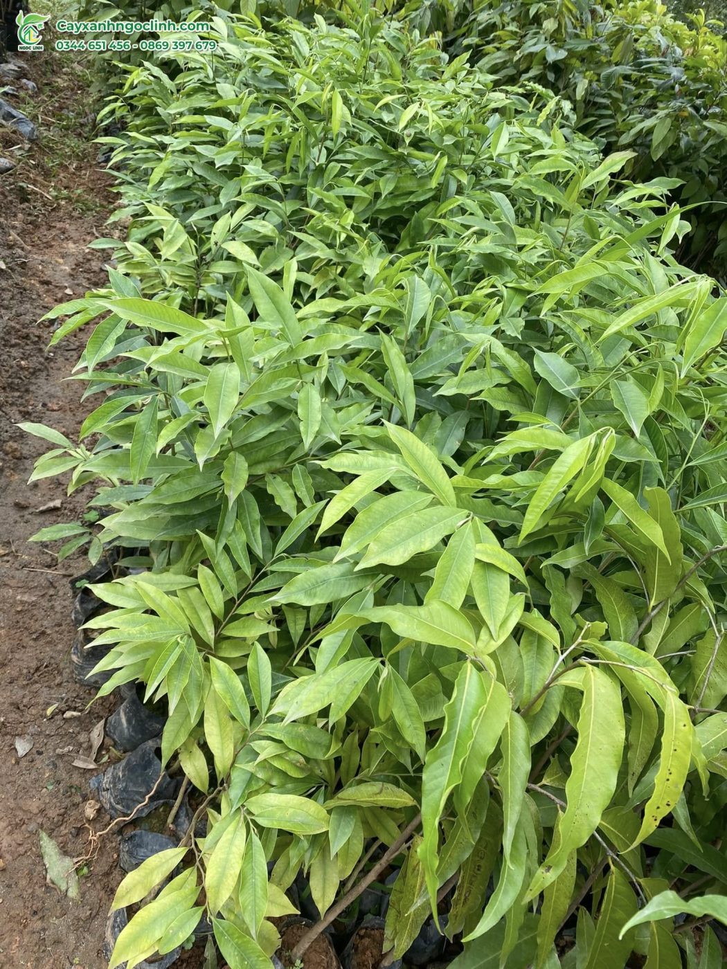 Cây Gió Bầu giống