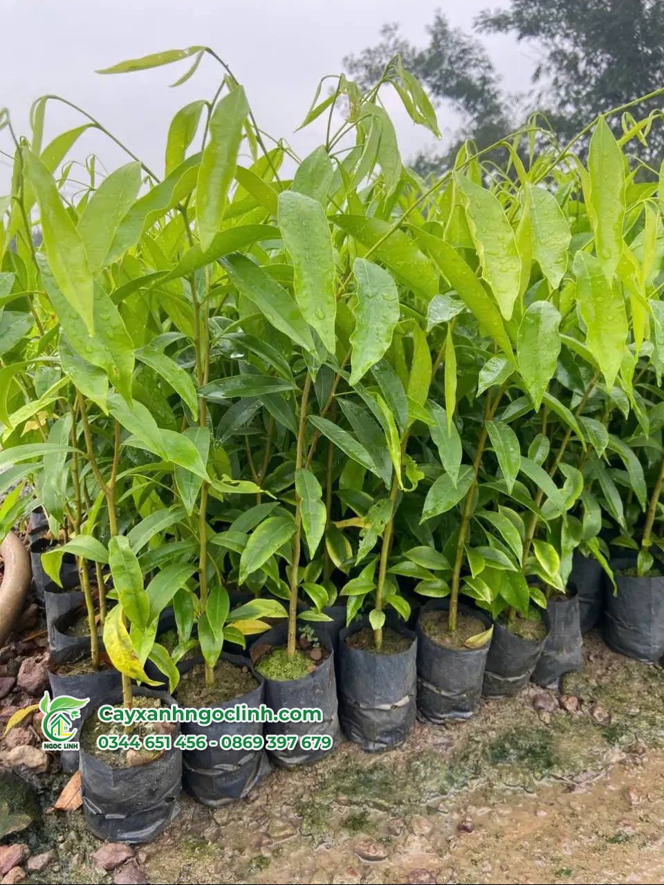 Cây Gió Bầu giống