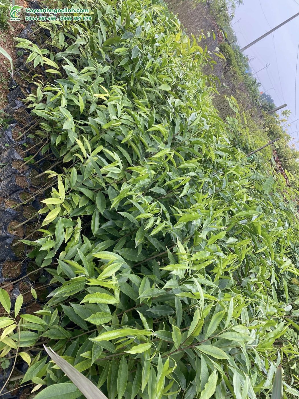 Cây Gió Bầu giống