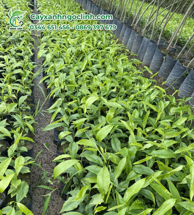 Cây Gió Bầu giống