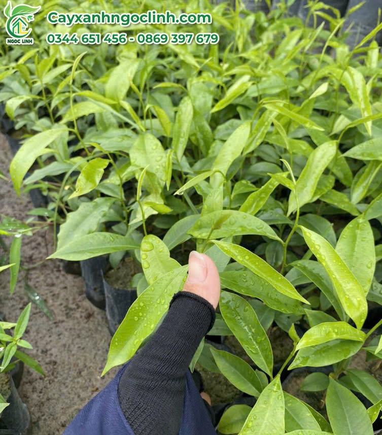 Cây Gió Bầu giống