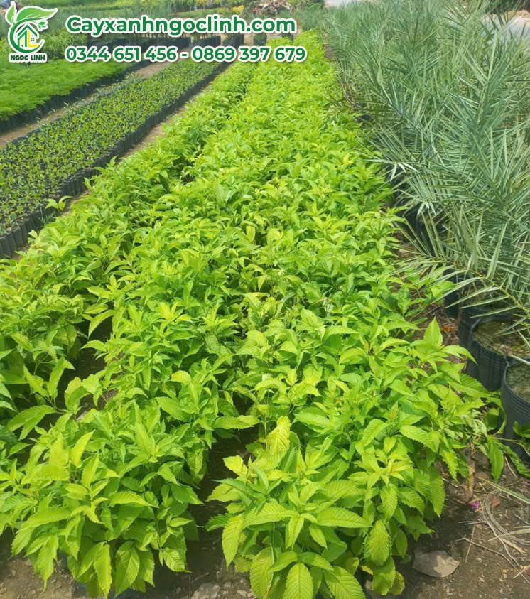 Cây Hoàng Yến giống