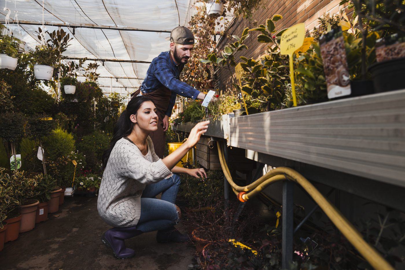 Cây Xanh Ngọc Linh