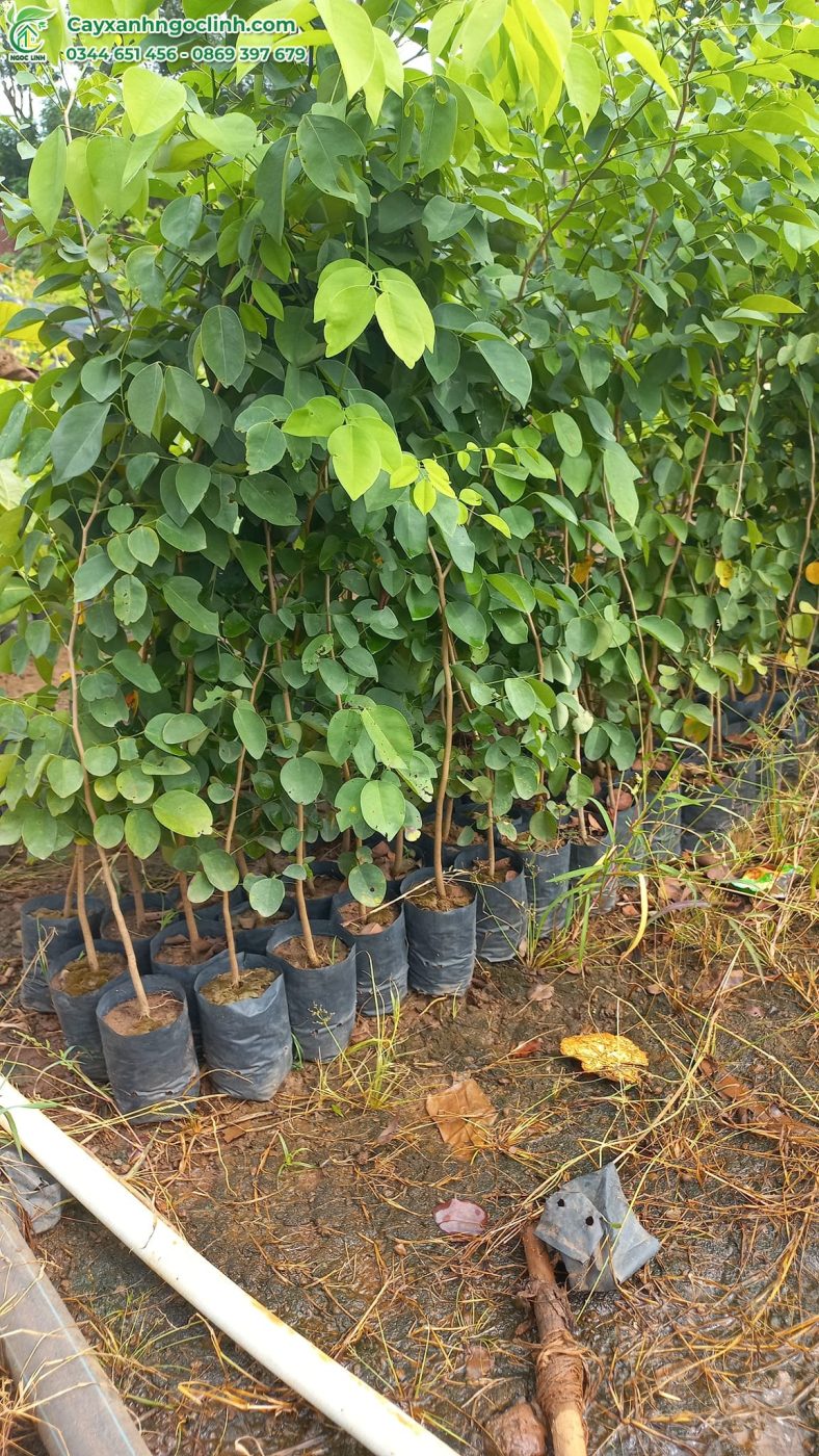 Trắc giống